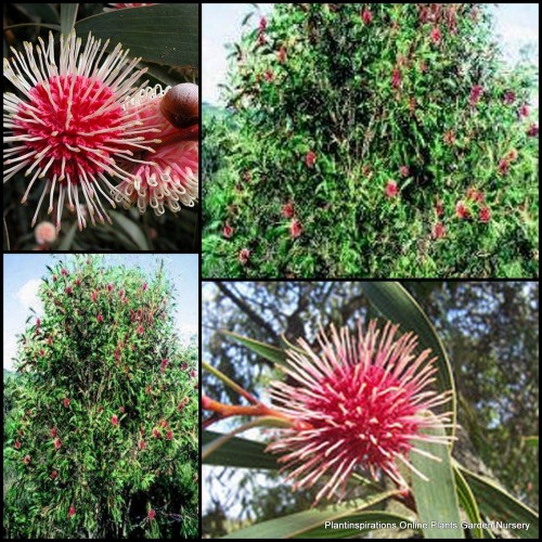Hakea Pincushion 1 Plants Hardy Flowering Native Shrubs laurina
